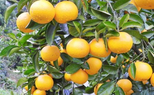 ［数量限定］有田産早生八朔約10kg（サイズ混合）★2025年12月中旬頃より順次発送