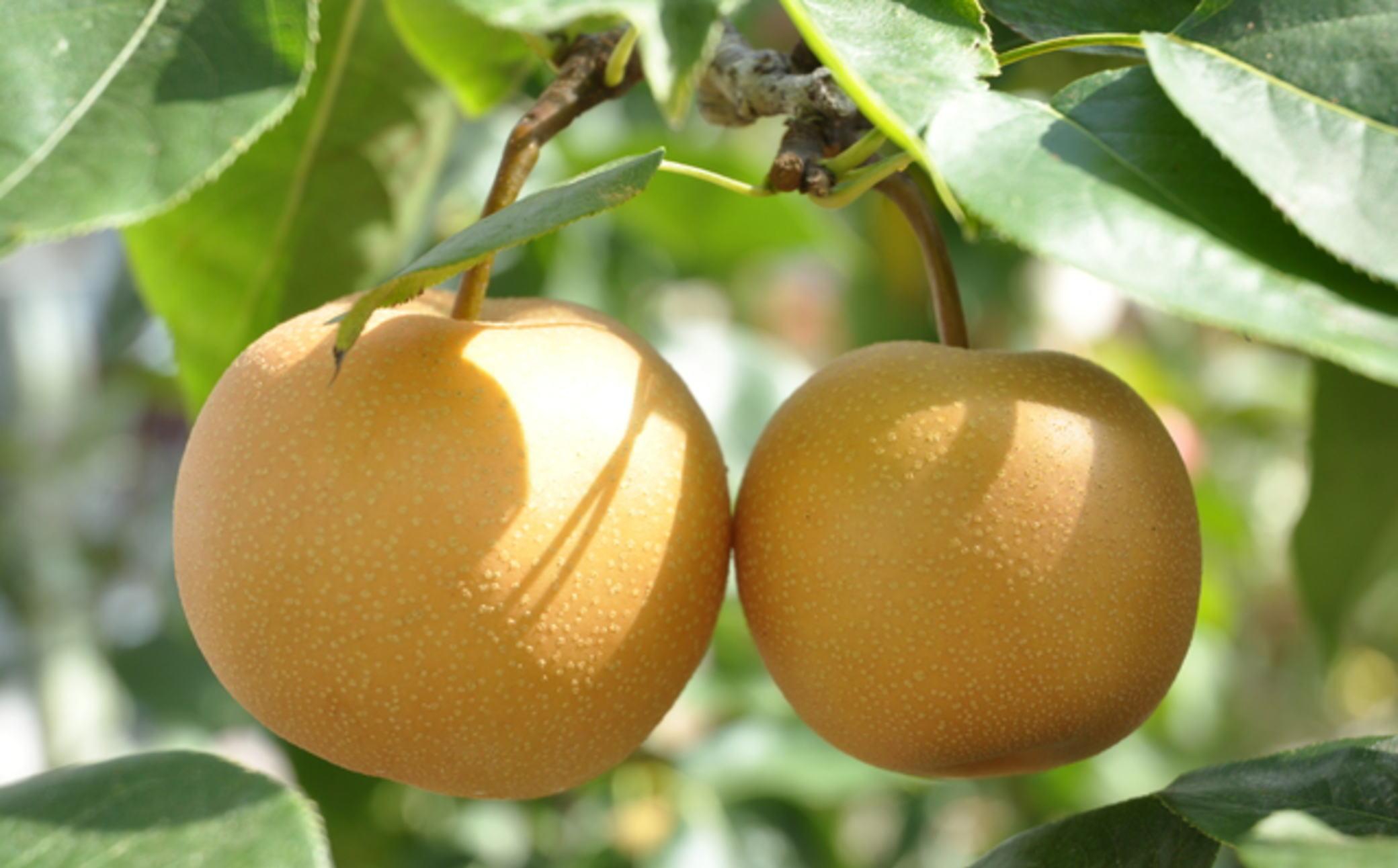 【産直】和歌山有田産の梨約2kg（品種おまかせ）★2026年8月上旬頃より順次発送