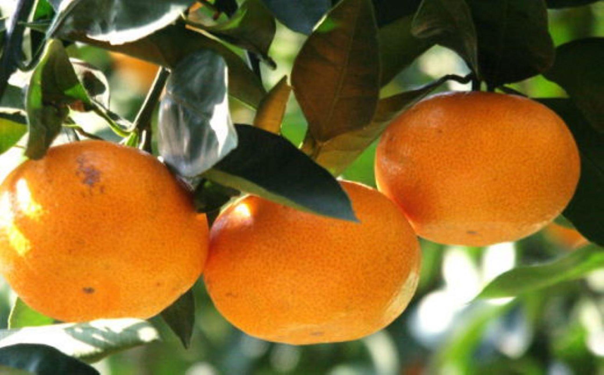 エコファーマーのこだわり 有田みかん 約5kg サイズ混合 秀・優品 ★2026年11月中旬頃より順次発送