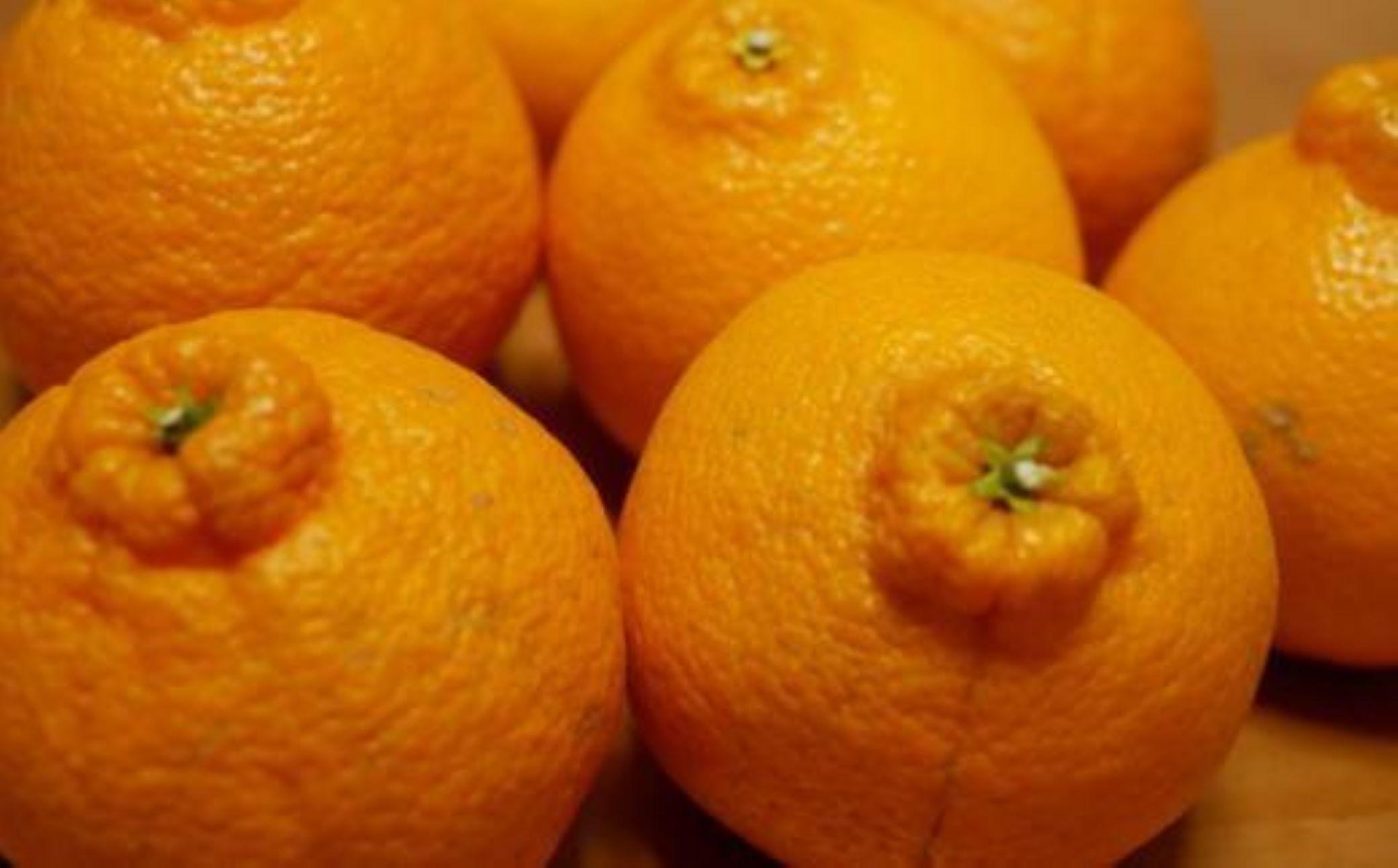 ★2026年2月中旬より発送★ ご家庭用 濃厚 有田の不知火 約4.5kg サイズ混合