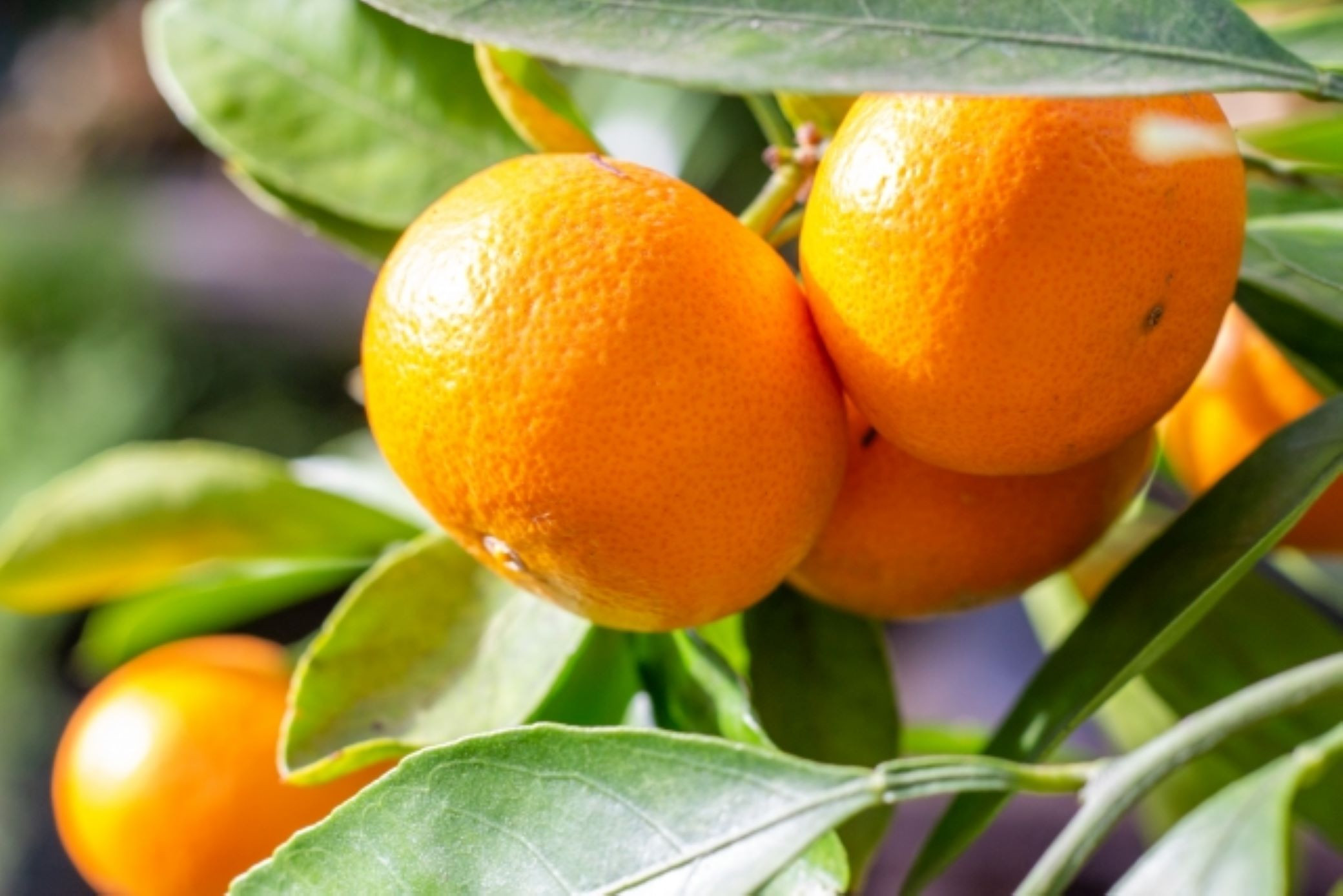 [先行予約]［濃厚・まろやか］有田産樹上越冬完熟みかん大玉約5kg（3L・4Lサイズ・秀優混合品）★2027年1月下旬頃より順次発送