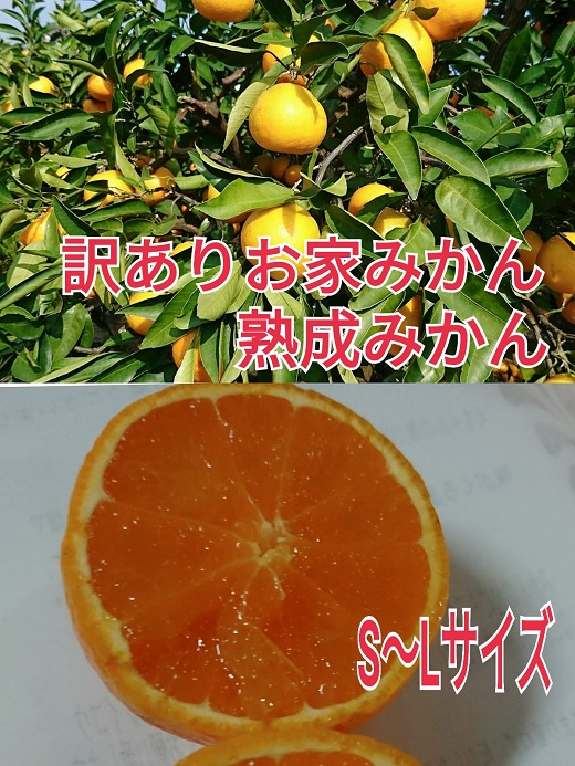 【ご家庭用】有田みかん  5kg （Ｓ～2Ｌサイズミックス）木成り完熟 大ちゃんの畑農園