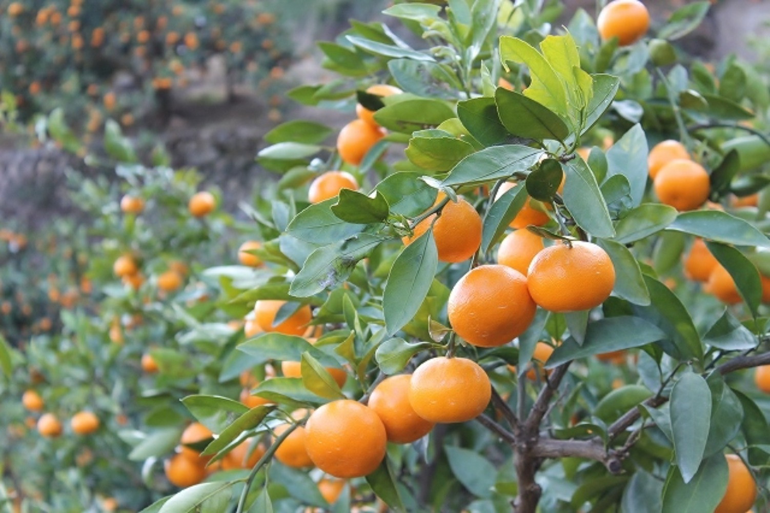 大玉有田みかん 10kg 2L・3Lサイズ