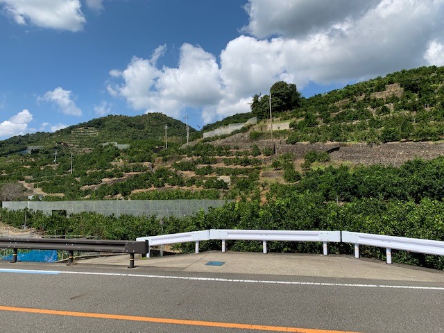 【数量限定】【赤秀特選品】有田みかん 約5kg（SもしくはМサイズ）※サイズ指定不可