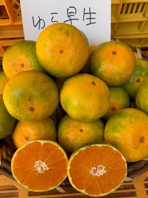 ゆら早生みかん 赤秀品 Мサイズ 5kg