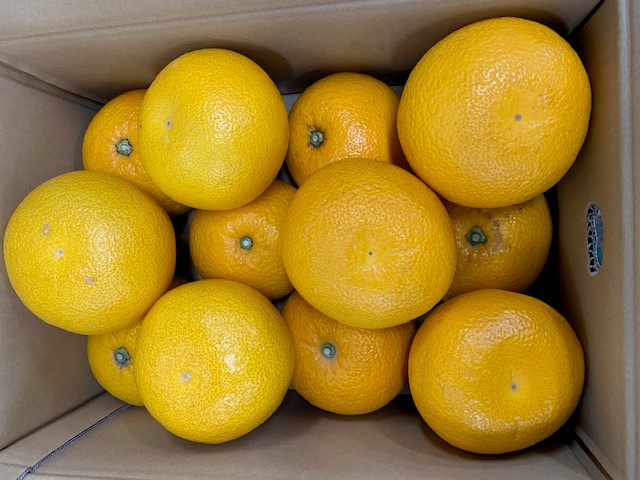 はっさく 赤秀品 約5kg（3L・2L/サイズ指定不可）