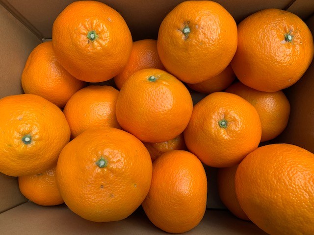 いよかん 赤秀品 5kg（L、2L/サイズ指定不可）