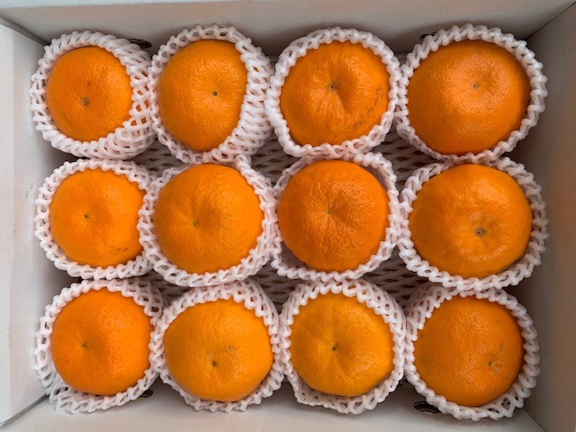 完熟はるみオレンジ 赤秀品 12玉入り