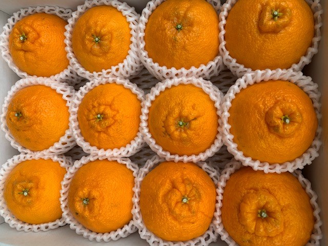 有田の不知火（しらぬい）12玉入り