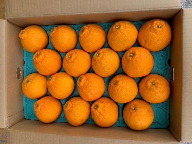 有田の不知火（しらぬい）24~18玉入り