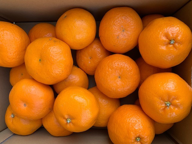 完熟はるみオレンジ 赤秀品 5kg （L～3Lサイズ混合/サイズ指定不可）