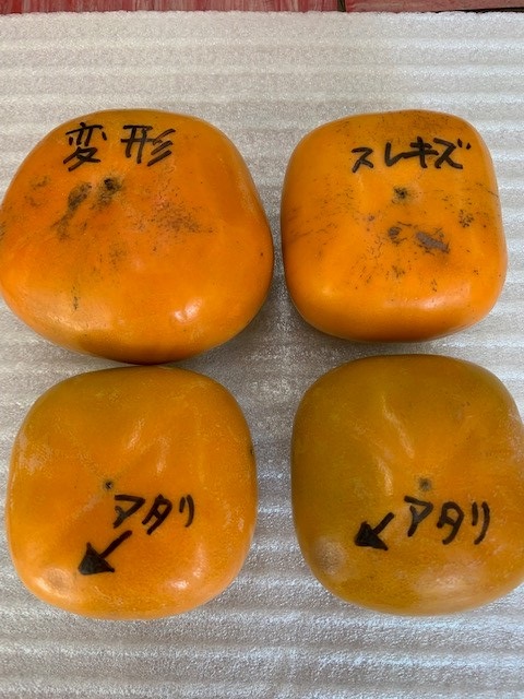 たねなし柿 家庭用 約7kg（サイズミックス）