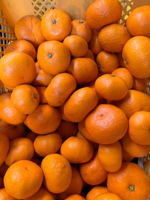 越冬本貯蔵 丹生系みかん（にゅうけい） 約5kg  秀品 2L～3L ［高糖系］［マルシ農園］