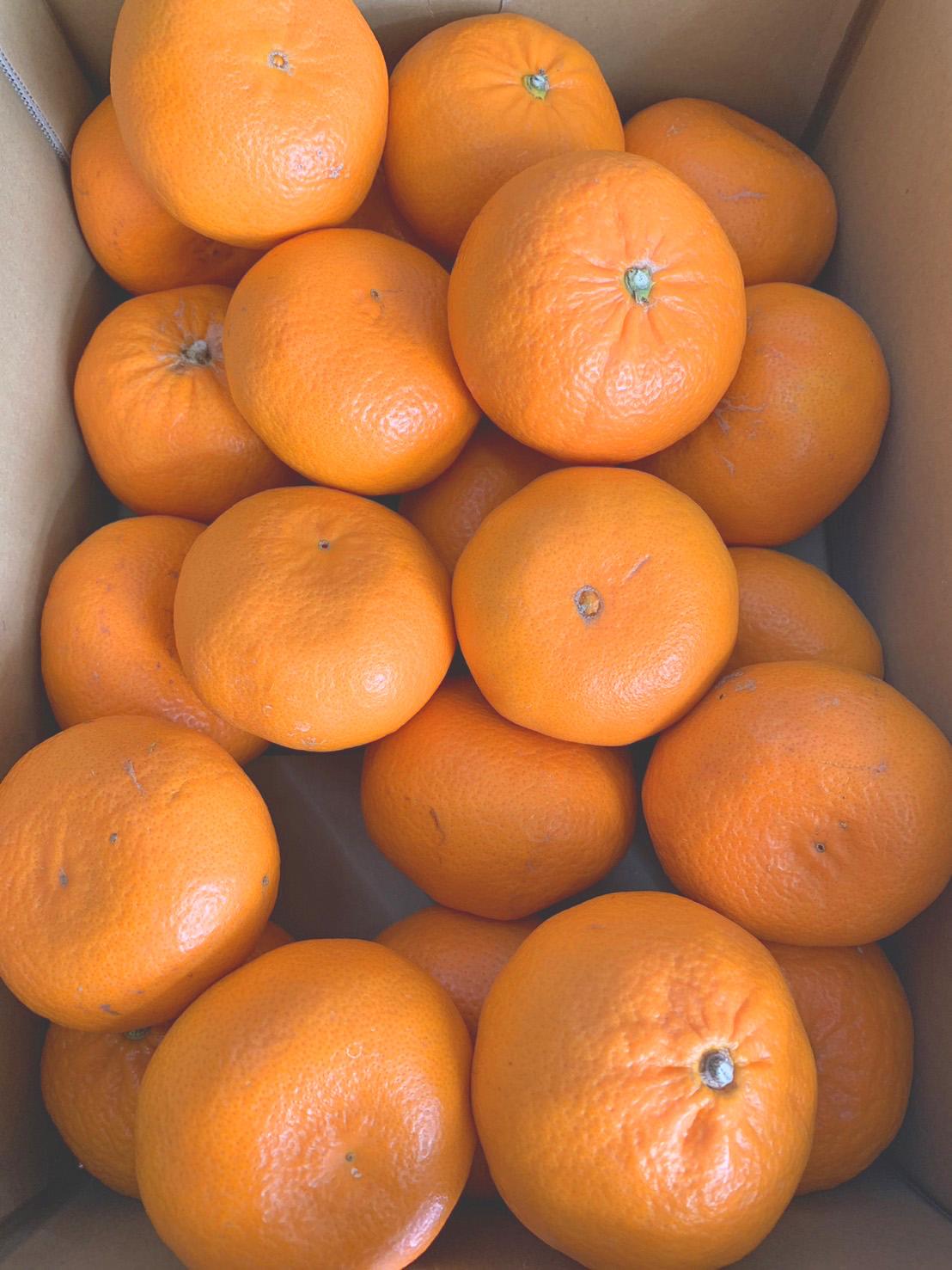 麗紅柑（れいこう）青秀品（家庭用）2S～3Lサイズ 3kg