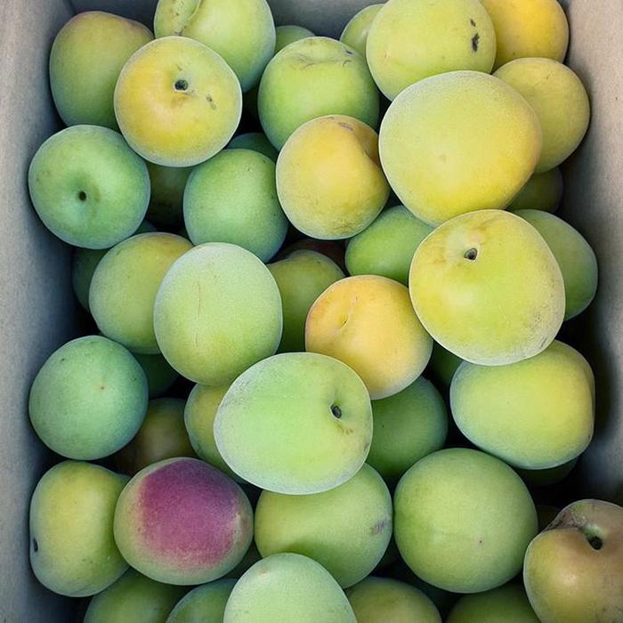 青梅 2.5kg 紀州南高梅 シロップ・梅酒・梅干し用など 和歌山県有田産 訳あり 2026年5月下旬～7月上旬発送予定