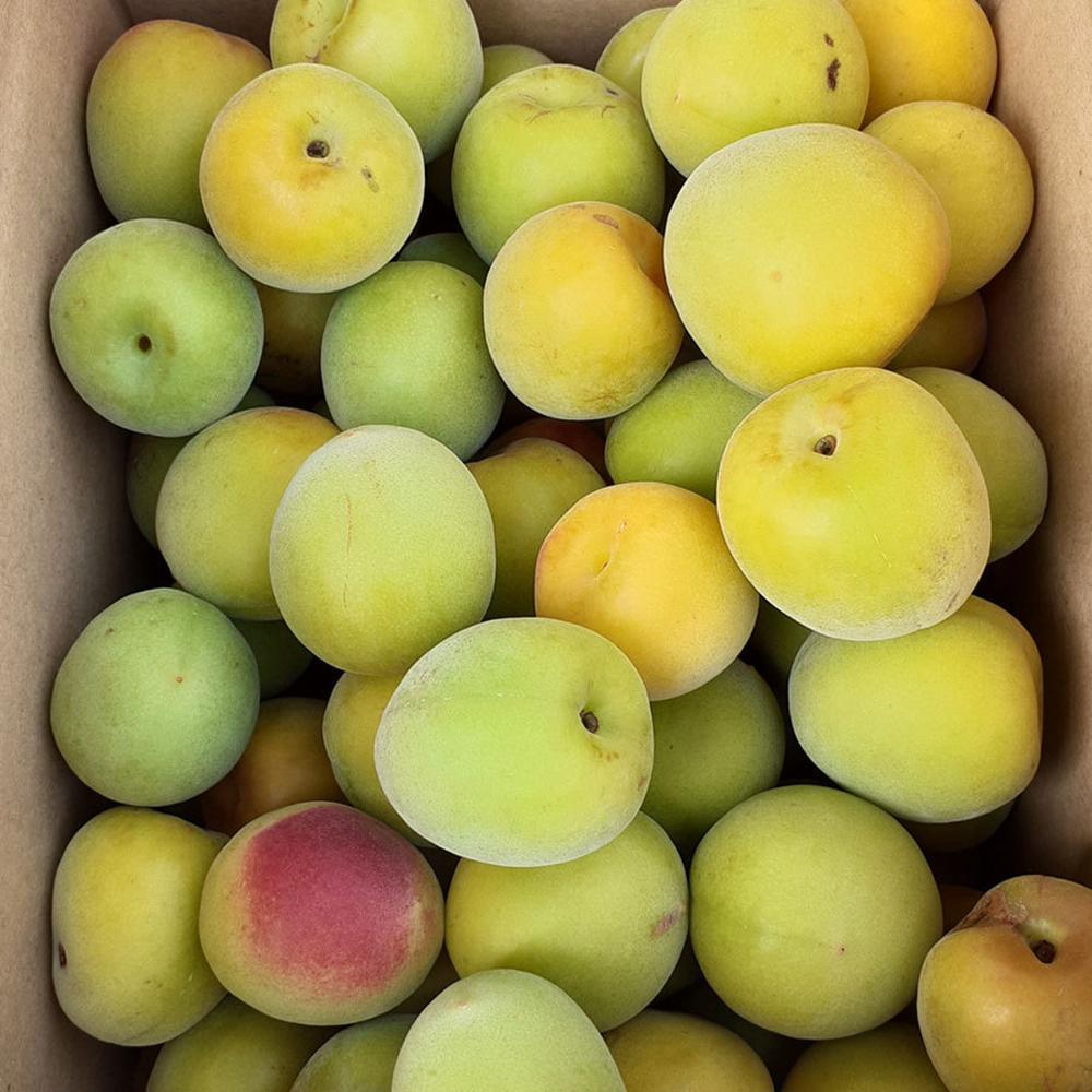 青梅 約3kg 訳あり 紀州南高梅 シロップ・梅酒・梅干し用など 和歌山県有田産 2026年5月下旬～7月上旬発送予定