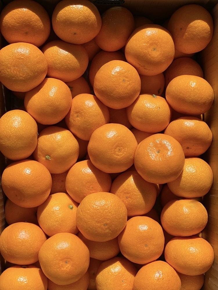 ［ご家庭用・サイズＭ］和歌山有田産！早生みかん≪10kg≫［予約販売］［数量限定］まる隆果樹園