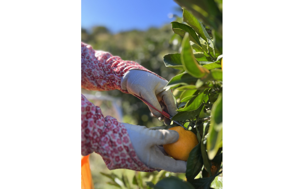 有田みかん M 5kg 贈答用 乳酸菌栽培