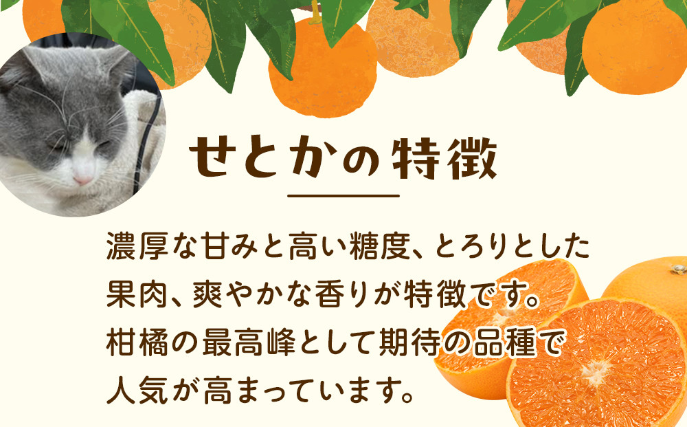 ［先行予約］家庭用 せとか2.5kg+250g（傷み補償分）［柑橘・春みかんの王様］［わけあり・訳あり］［光センサー選果・食べ頃出荷］［IKE62w］