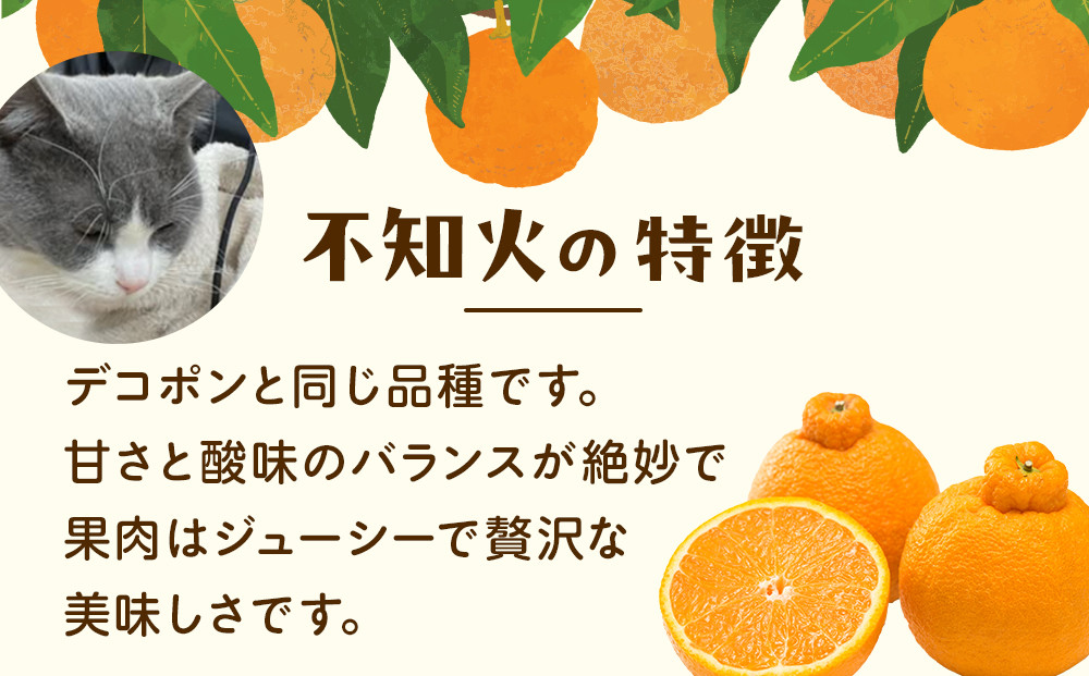 ［先行予約］家庭用 不知火5kg+250g（傷み補償分）［デコポンと同品種・人気の春みかん］［わけあり・訳あり］