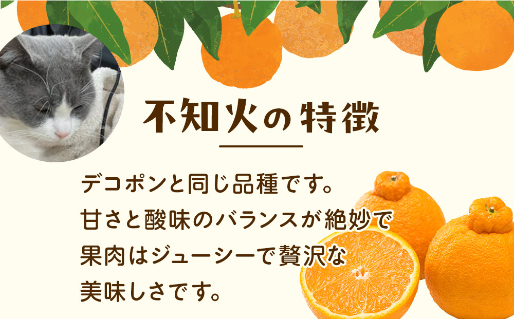 ［先行予約］厳選 不知火5kg+250g（傷み補償分）［デコポンと同品種・人気の春みかん］