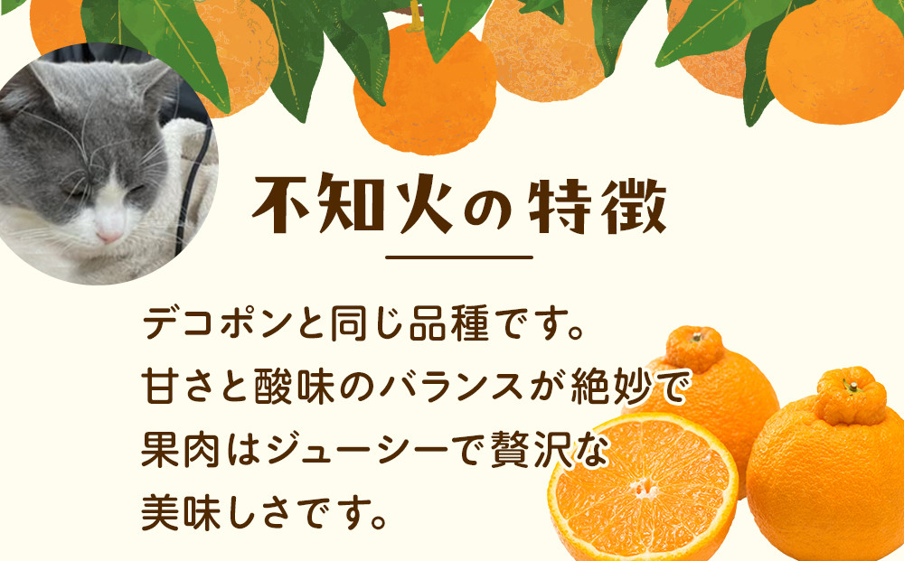 ［先行予約］家庭用 不知火10kg+250g（傷み補償分）［デコポンと同品種・人気の春みかん］［わけあり・訳あり］