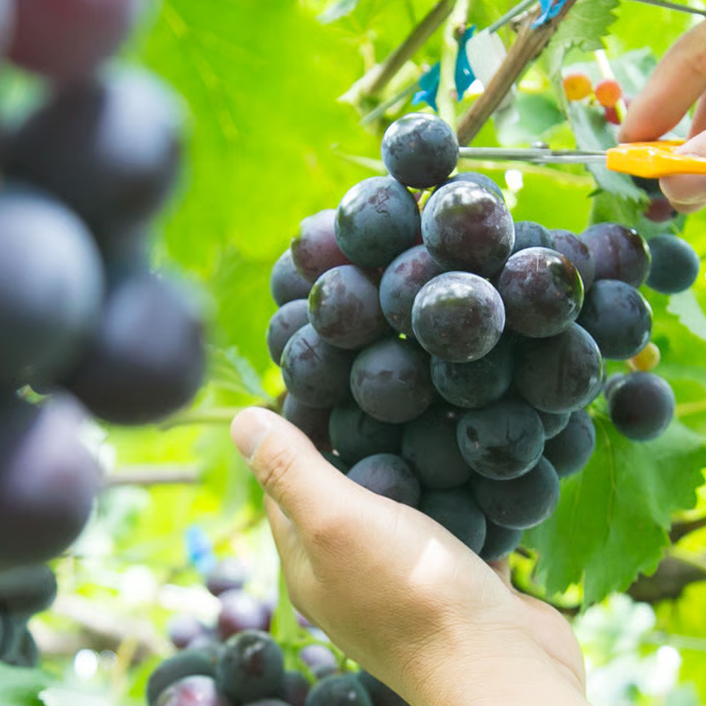 ［先行予約］巨峰 約3kg［朝採り］［葡萄・ぶどう］［種なしブドウ］［フルーツ・果物］［2026年8月下旬頃から順次発送］