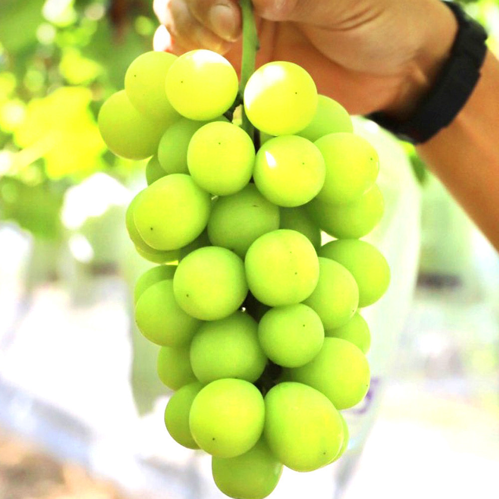 ［先行予約］シャインマスカット 約2kg［朝採り］［フルーツ・果物］［そのまま食べられる］［2026年8月下旬頃から順次発送］
