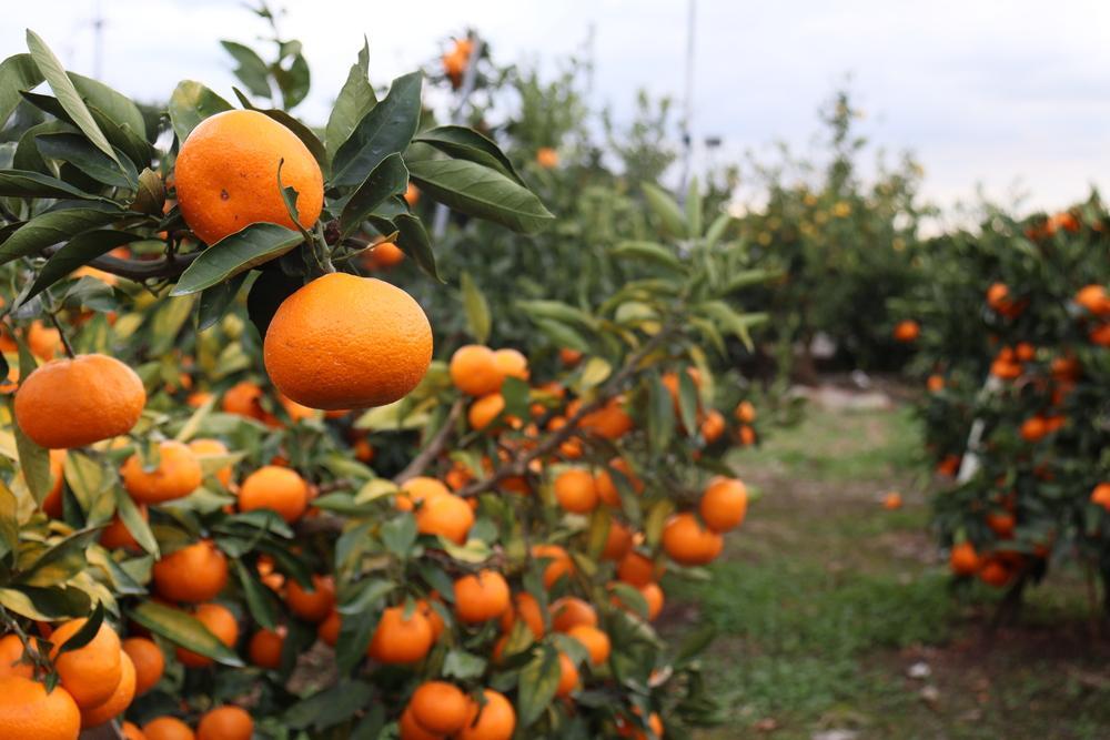 数量限定 有田みかんの産地から届く 果汁100％！ 搾りたての柑橘ジュース 180ml×12本