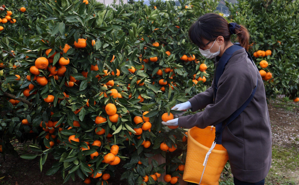 12/24までにご入金確認分は年内発送確定！きれいな温州みかん 寄贈用にお勧め 箱込み 約20kg (S～Lサイズ混合)