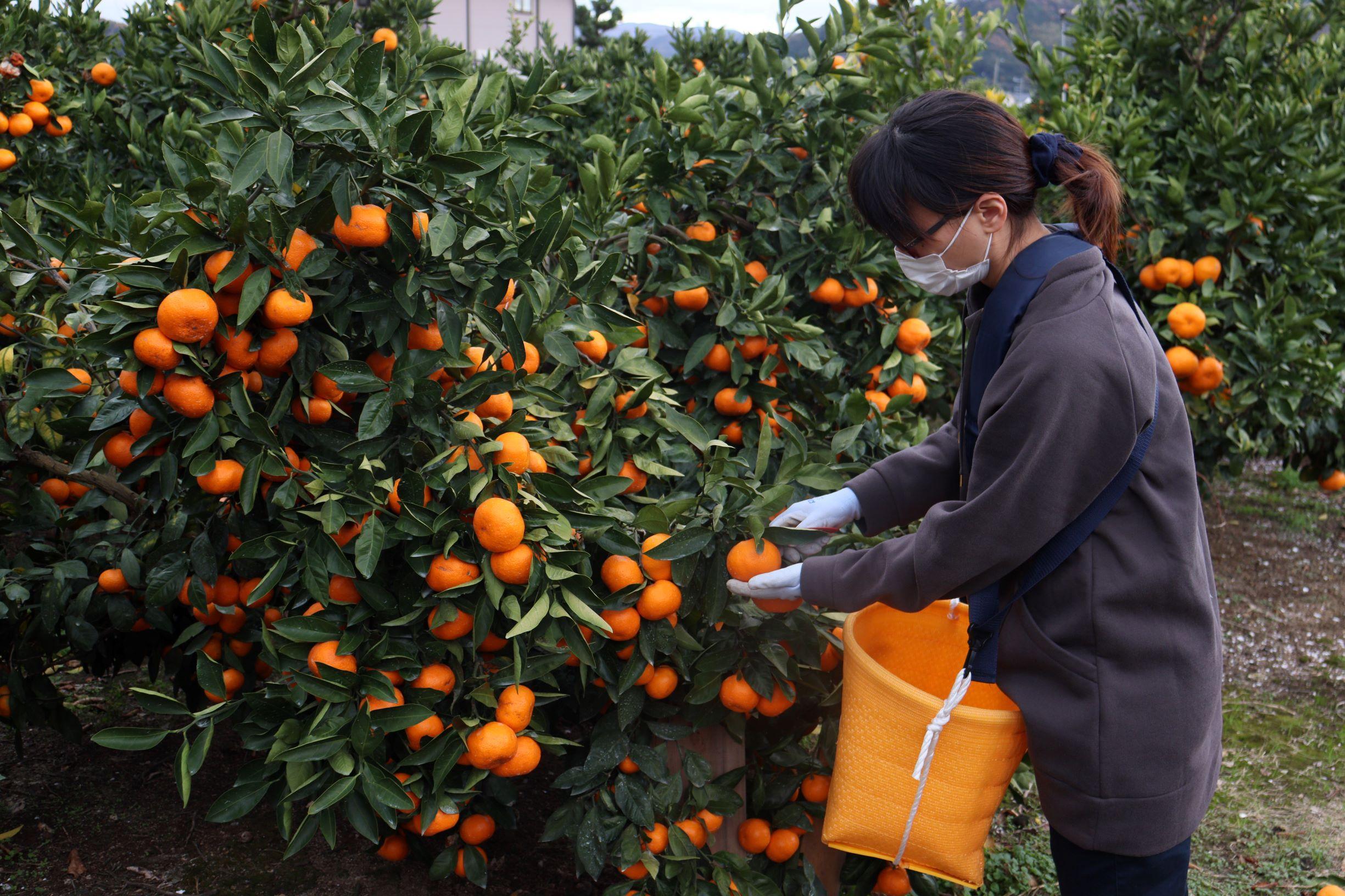 12/23までにご入金確認分は年内発送確定！きれいな温州みかん 寄贈用にお勧め 箱込み 約20kg (S～Lサイズ混合)