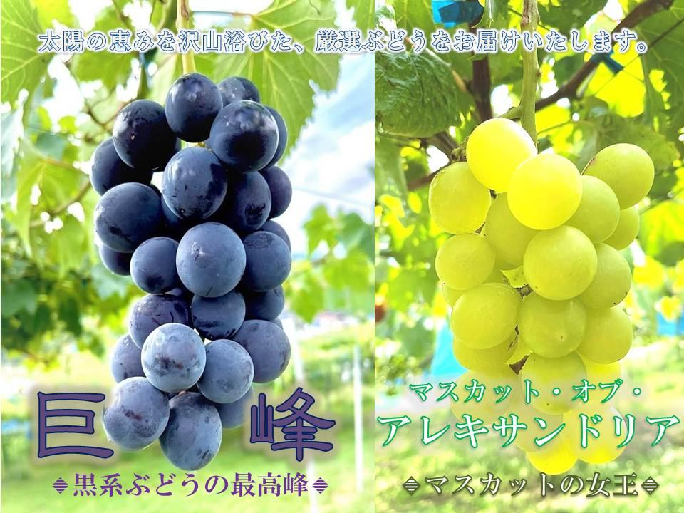 先行予約 和歌山 有田産 2色 ぶどう 詰め合わせ 巨峰 マスカットオブアレキサンドリア［2026年8月下旬以降発送］