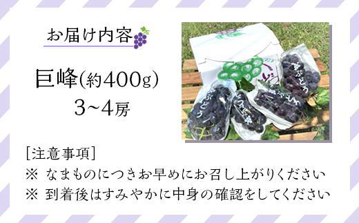 先行予約 和歌山 有田産 巨峰 1.2kg 3~4房 フルーツ 果物 ［2026年8月下旬以降発送］