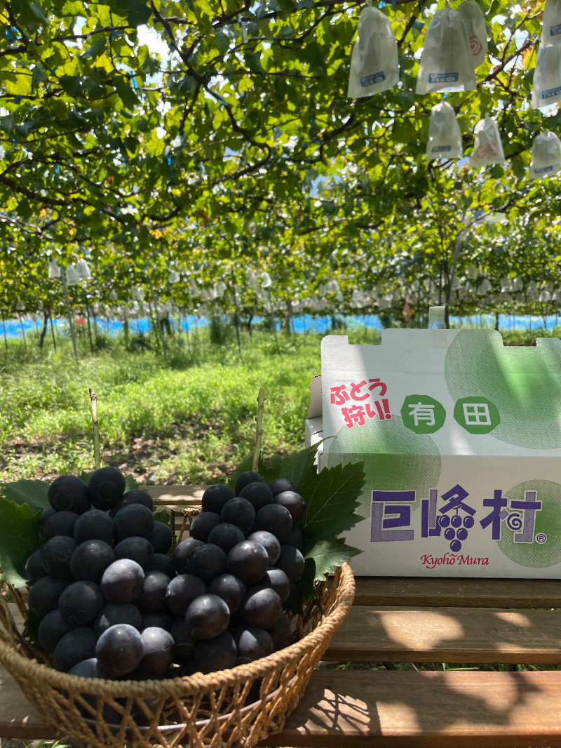 ［先行予約］和歌山 有田産 種なし BKシードレス 約1kg 2～3房 ［2026年8月下旬より順次発送予定］