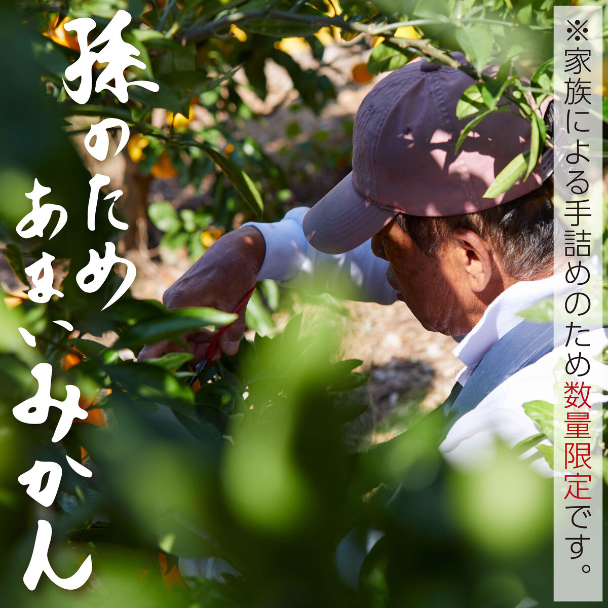 和歌山県有田みかん じぃじのみかん 約5kg