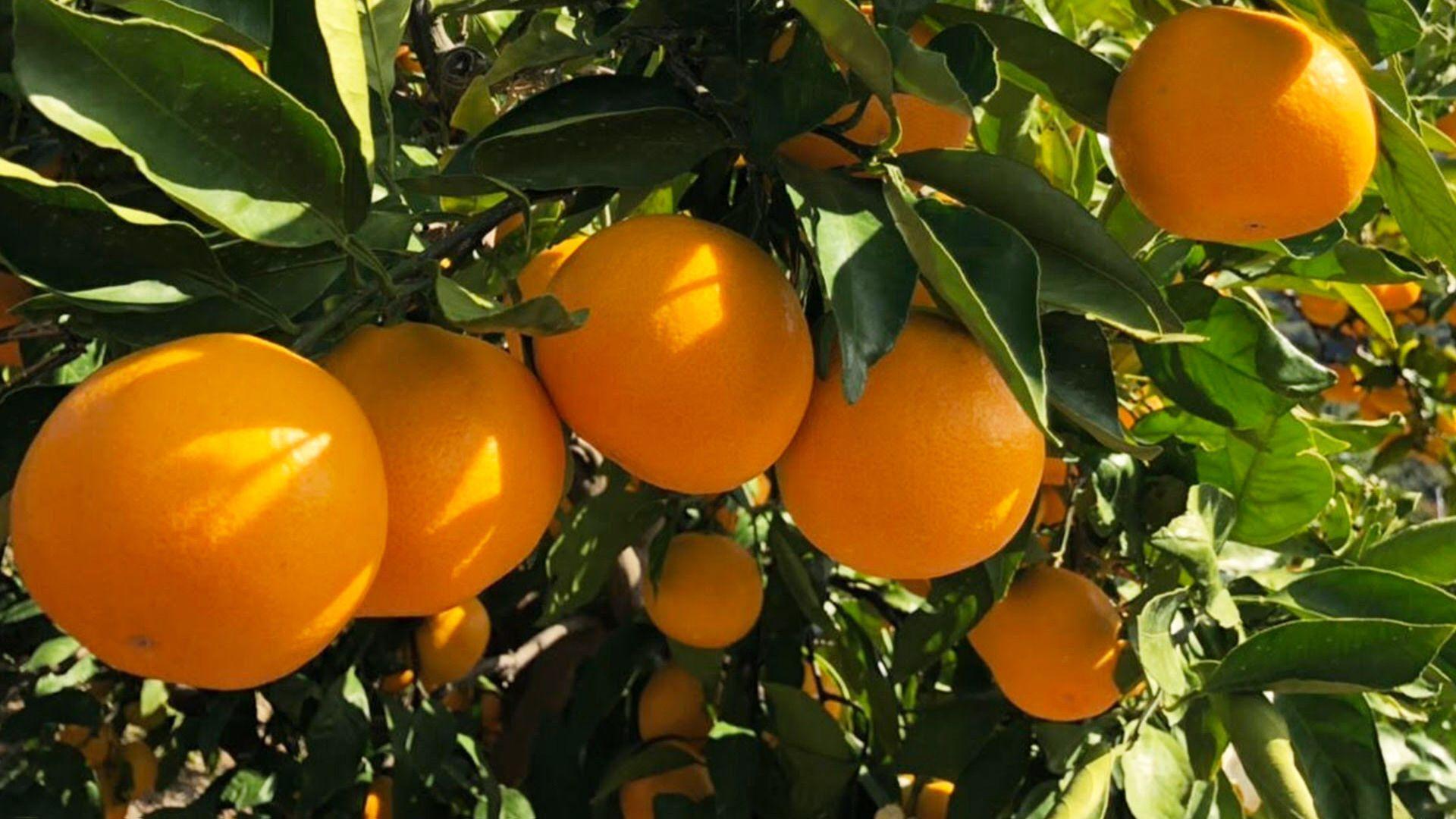 熟成　有田みかん 10kg（約100個）