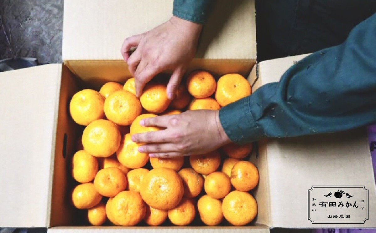 【訳あり】有田みかん 約3kg 家庭用