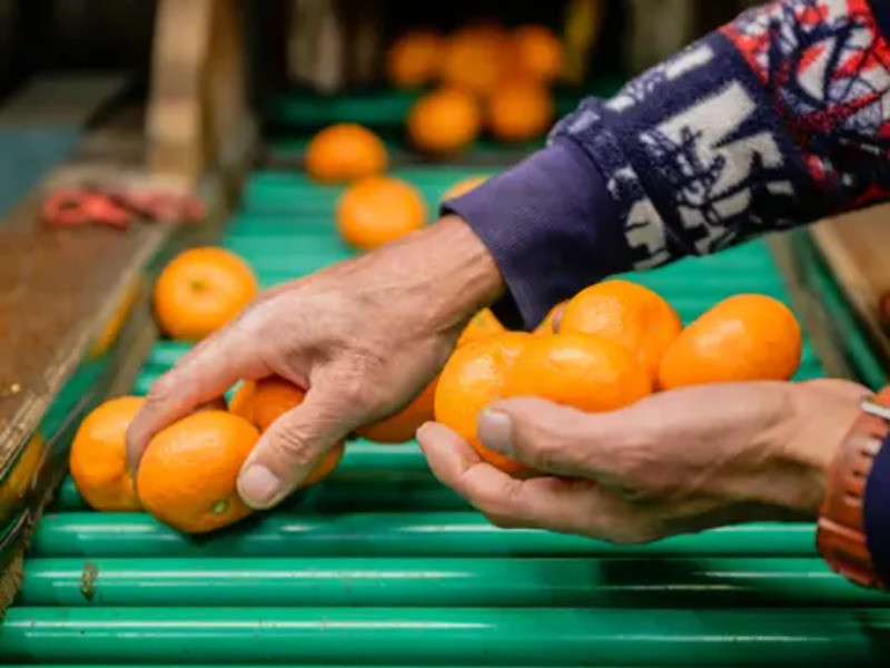 手が止まらない 訳あり 有田みかん 約5kg 大きさ無選別（2S〜3L） 糖度11度以上 鳴川農園