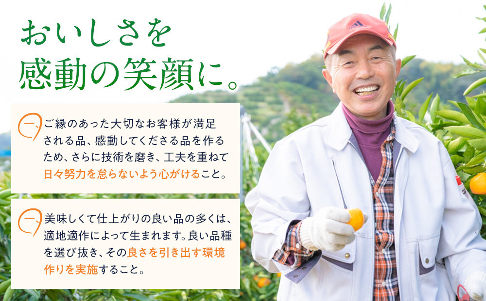 訳あり はるか 2.5kg M～2Lサイズおまかせ 高石垣ファーム