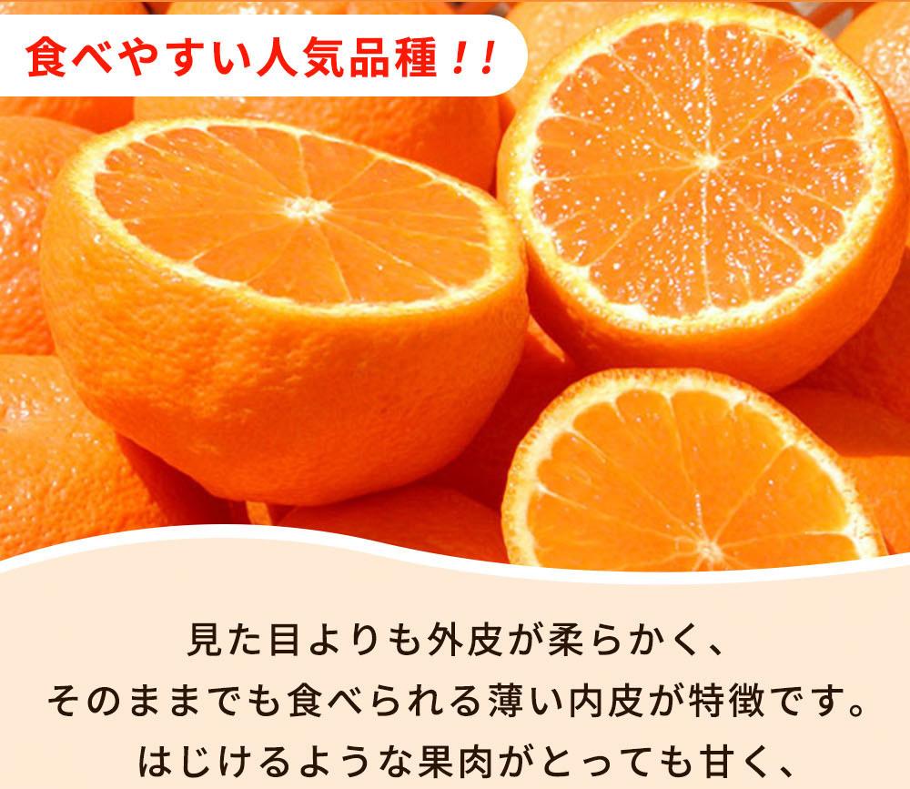 紀州有田産不知火(しらぬひ) 約２.５kg［2026年2月中旬以降発送］［先行予約］［UT61w］
