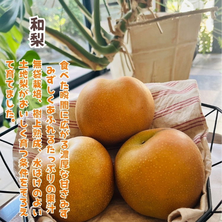 ［先行予約・2026年発送］朝採れ完熟シャインマスカットと和梨 大人気セット 約2kg