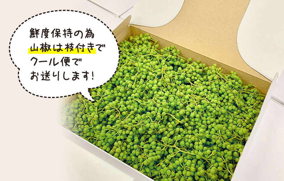 ［5月下旬出荷予定］ぶどう山椒 １kg（500g×2箱） 実山椒 生山椒 クール便対応 和歌山県産