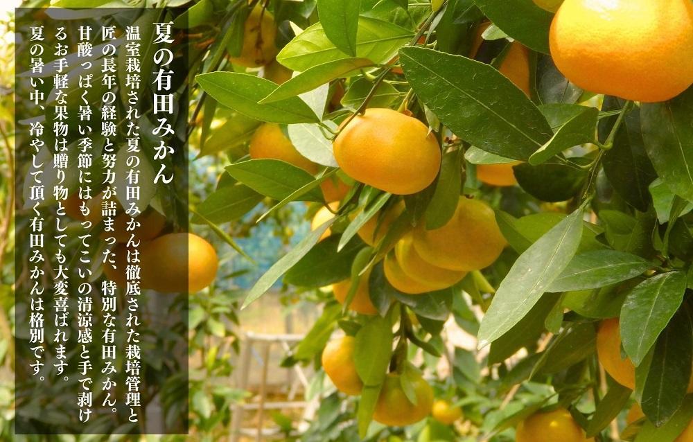 【お中元】夏の有田みかん (約1kg) と有田のみかんジュース（500ml×2本）和歌山県産 産地直送【7月上旬～8月上旬に順次発送】
