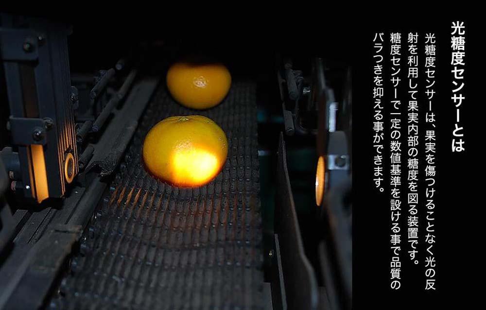 みかん めっちゃうまいんじゃ 木箱入 約5kg（内容量4.3kg） みかんの会厳選 特選品 M S 2S サイズのいずれか 和歌山県産 産地直送 S品 贈答用 ［2025年11月中旬より2026年1月中旬頃順次出荷予定］［みかんの会］