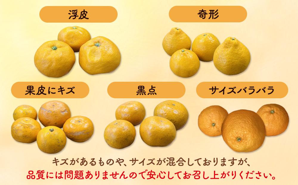 みかん 山から直送 箱込 7.5kg ( 内容量約 6.8kg ) 鮮度優先ごろごろ規格 和歌山県産 産地直送 家庭用［2025年11月中旬より順次出荷予定］［みかんの会］