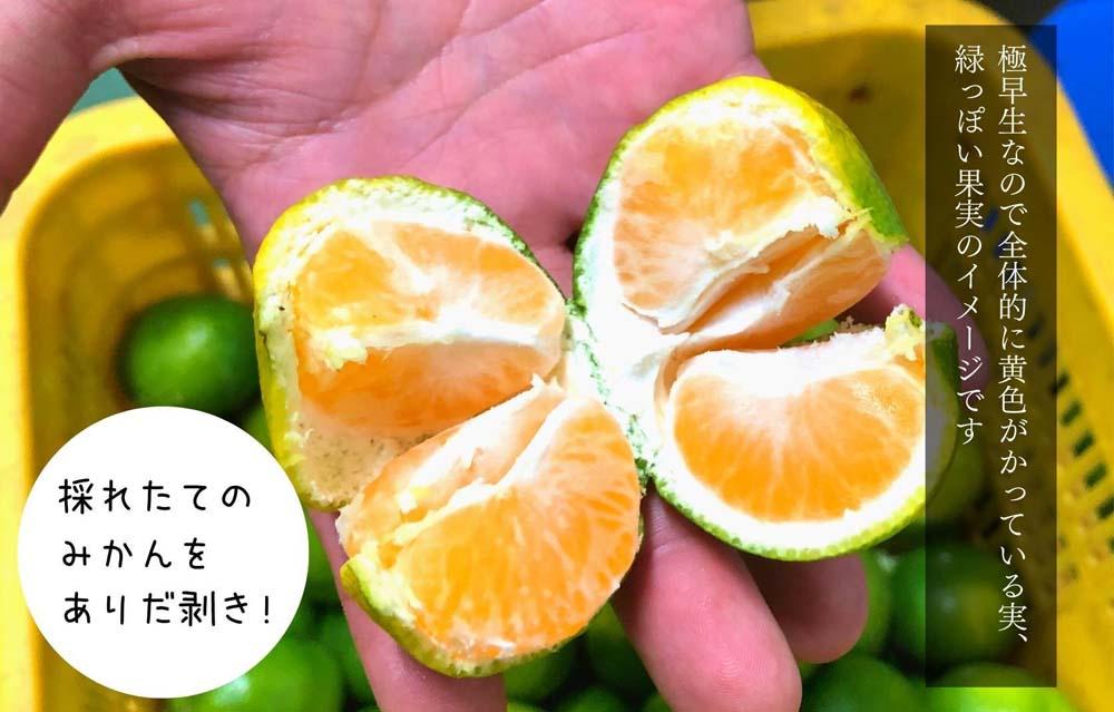 小玉みかん 極早生 箱込 7.5kg (内容量約 6.8kg) 2Sサイズ以下 秀品 優品 混合 有田みかん 和歌山県産 【みかんの会】　