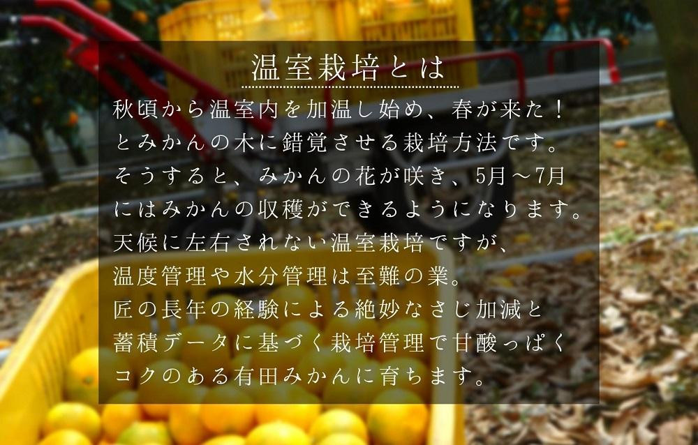 【5月出荷予定】小玉ちゃん ハウスみかん 温室栽培 夏の有田みかん 2kg 秀品 2Sサイズ以下 和歌山県 産地直送 みかんの会