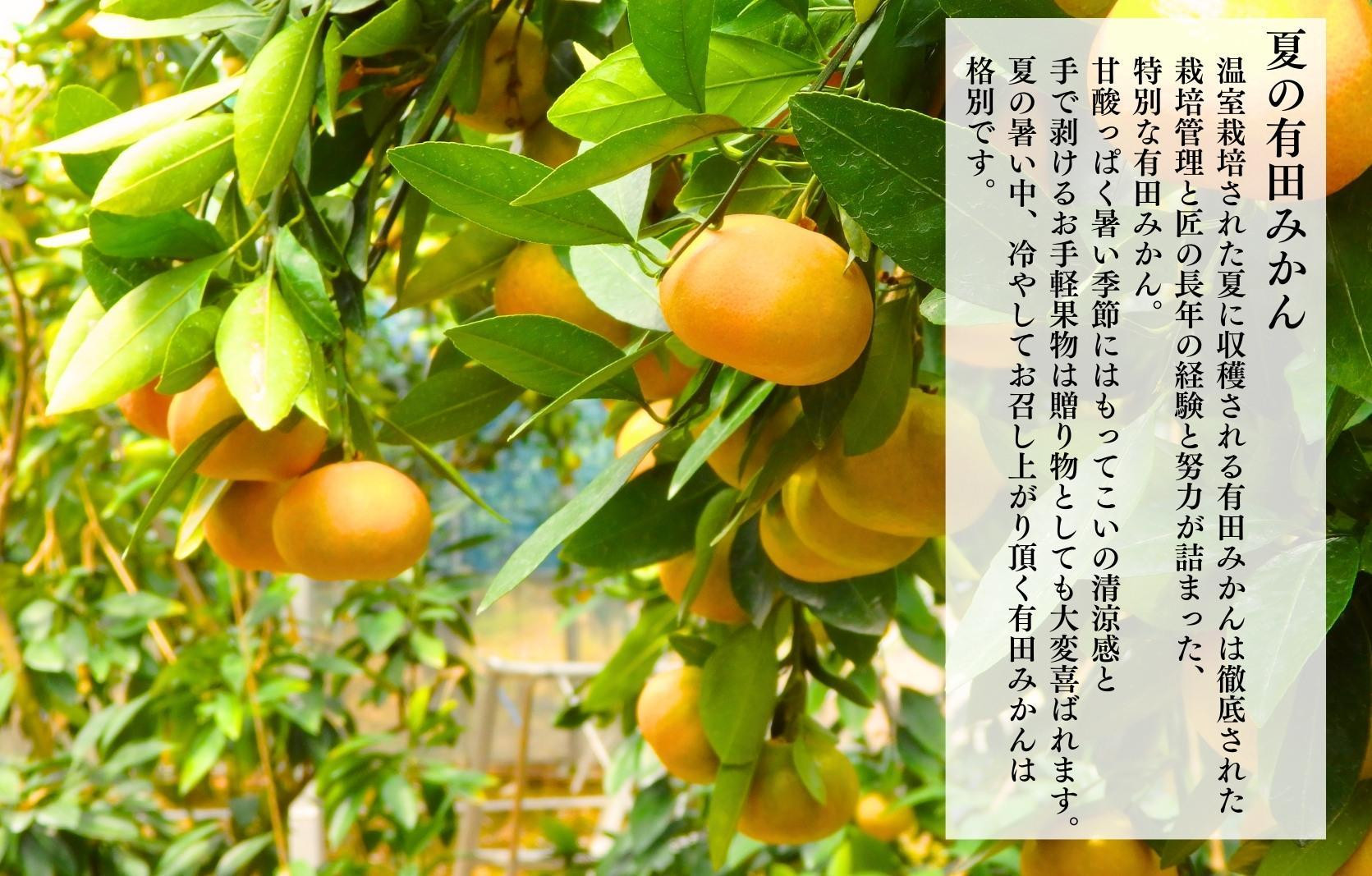 【母の日ギフト】ハウスみかん 温室栽培 夏の有田みかん 1kg 秀品 L M Sサイズのいずれか 和歌山県産 産地直送 【みかんの会】