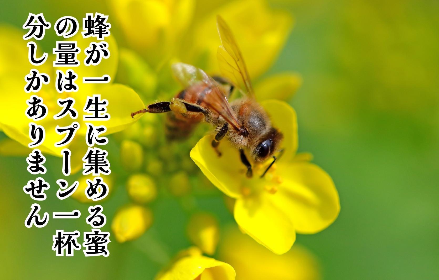 はちみつ 有田の百花蜜蜂蜜 210g 和歌山県産 産地直送 【みかんの会】