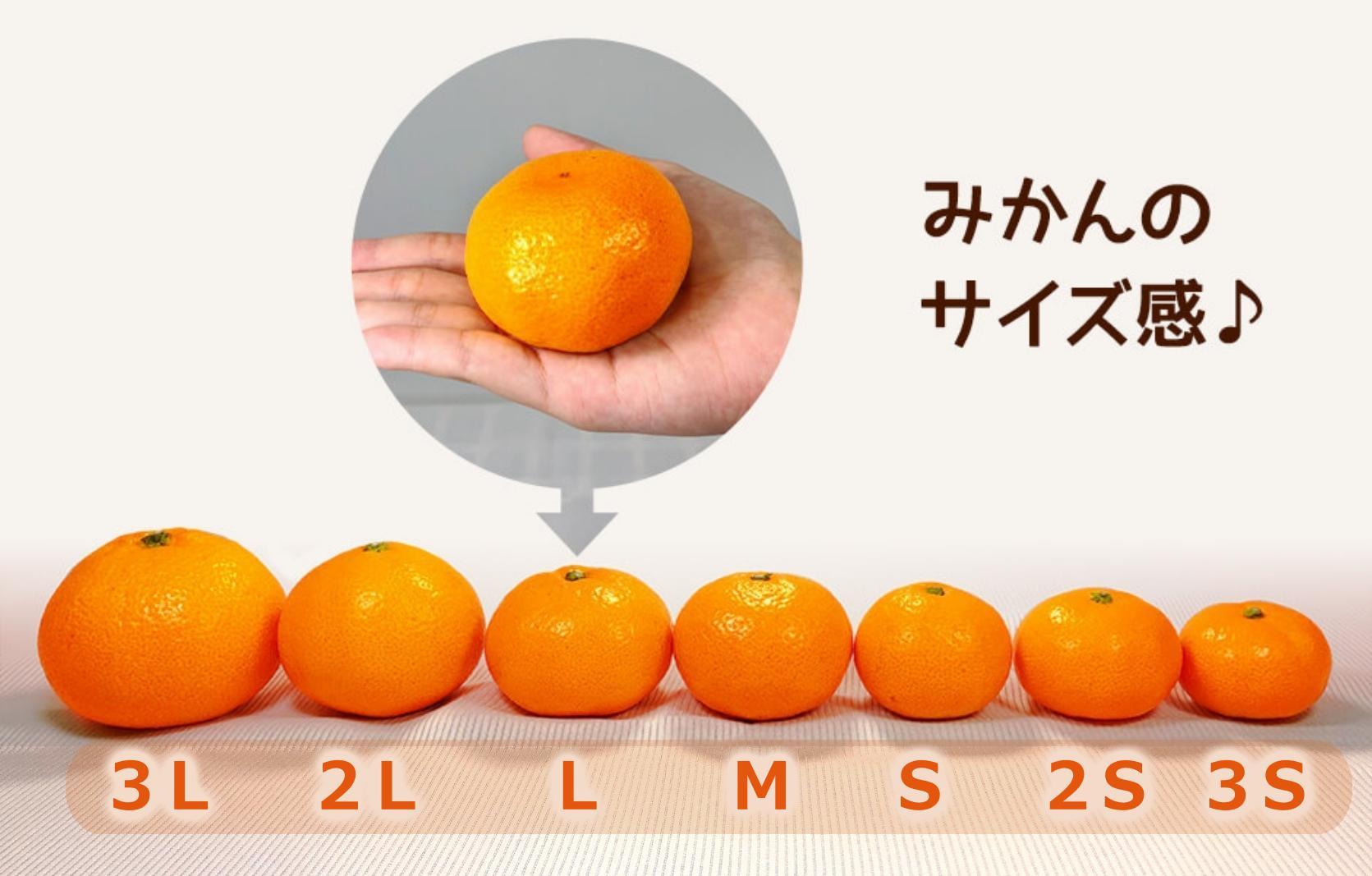みかん 山から直送 箱込 約1kg(内容量約 0.9kg) サイズミックス 和歌山県産 産地直送 家庭用［2025年11月中旬より2026年1月中旬頃順次出荷予定］［みかんの会］